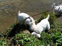 Klik op de foto voor groter formaat